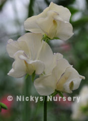 Sweet Pea. High Scent 15 seeds