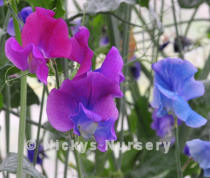 Sweet Pea. Blue Shift 15 seeds