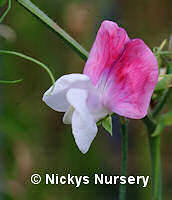 Sweet Pea. Painted Lady 15 seeds