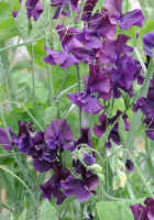 Sweet Pea. Just Jenny 15 seeds