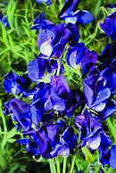 Sweet Pea. Lord Nelson 15 seeds