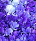 Sweet Pea. Singing the Blues 15 seeds