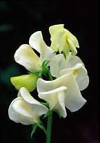 Sweet Pea. Mrs Collier 15 seeds