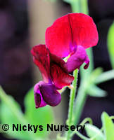 Sweet Pea. Black Knight 15 seeds