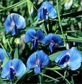 Sweet Pea. Sativus Azureus 15 seeds