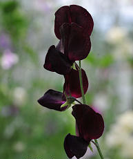 Sweet Pea. Almost Black 15 seeds