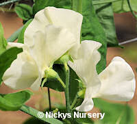 Sweet Pea. Cathy 15 seeds