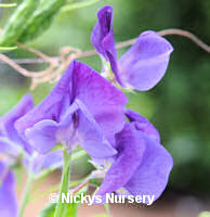 Sweet Pea. Heathcliff 15 seeds