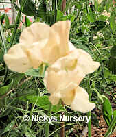 Sweet Pea. Juliet 15 seeds