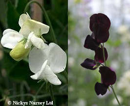 Sweet Pea. Ebony and Ivory 20 seeds