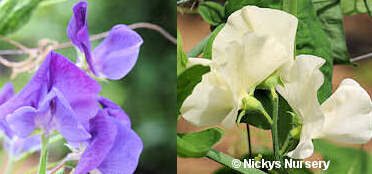 Sweet Pea. Wuthering Heights Mixture 20 seeds