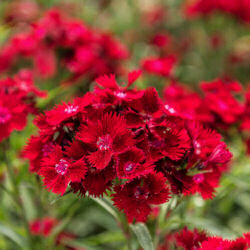 Sweet William. Rockin Red 10 pellets