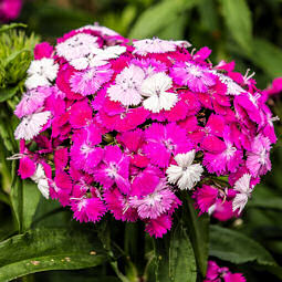 Sweet William. Dash Magician 20 pellets