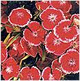 Sweet William. Wee Willie Mixed 360 seeds