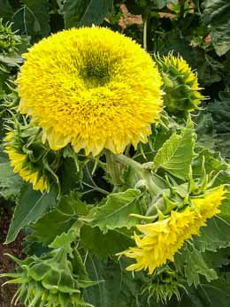 Helianthus. Sunflower Gummy Bear 10 seeds