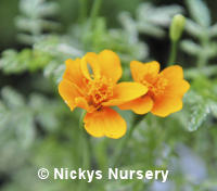 Tagetes. Gem Series Tangerine 400 seeds