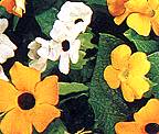 Thunbergia. Alata Mixed 20 seeds