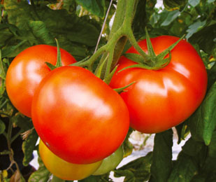 Tomato Adore Disease resistant 10 seeds