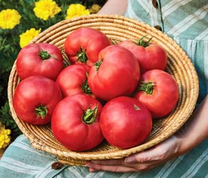 Tomato Rose Crush Blight Resistant 10 seeds