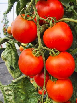 Tomato Akron 10 seeds