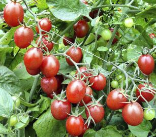 Tomato Chiquito 10 seeds