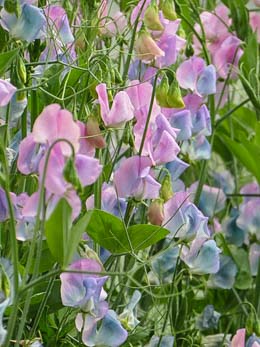 Sweet Pea. Turquoise Lagoon 15 seeds
