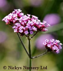 Verbena. Bonariensis 400 seeds