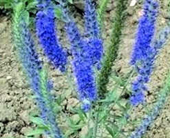 Veronica. Incana 140 seeds