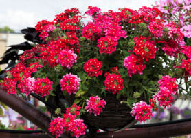 Verbena. Obsession Cascade Red Eye 10 seeds