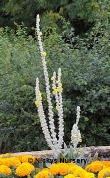 Verbascum. Arctic Summer 300 seeds