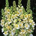 Verbascum. Snow Maiden 200 seeds