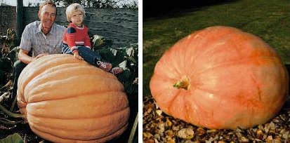 Pumpkin Dills Atlantic Giant 10 seeds