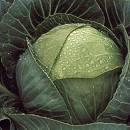 Cabbage Mozart 50 Seeds