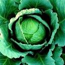 Cabbage Tundra 50 Seeds