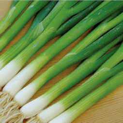 Salad Onion Carel 400 seeds