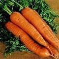 Carrot Autumn King 2 av 800 seeds