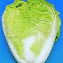 Chinese Cabbage Questar 75 seeds