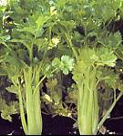 Celery Celebrity 500 seeds