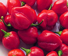 Chilli Habanero Red 20 seeds