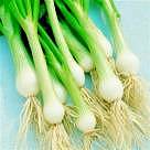 Salad Onion White Lisbon 500 seeds