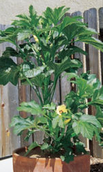Okra Baby Bubba 10 seeds