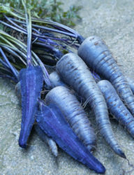 Carrot Purple Sun 300 seeds