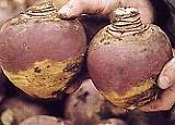 Swede Marian 1000 Seeds