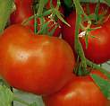 Tomato Big Boy 10 seeds