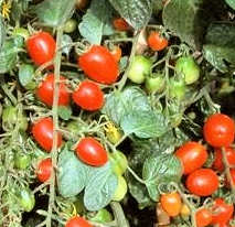 Tomato Sweet Olive 8 seeds