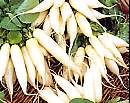 Radish Long White Icicle 500 seeds