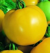 Tomato Dixie Golden 10 seeds