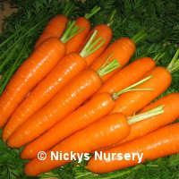 Carrot Attillio 500 seeds