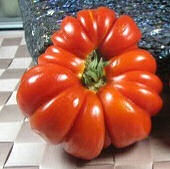 Tomato Costoluto Fiorentino 40 seeds