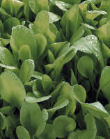 Lettuce Bionda A Foglia Liscia 1200 seeds